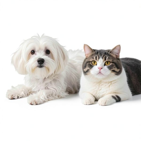 Cat Blanket Vowanop Small Dog Kitten Throw 16x24 Grey Beige 2 Pack-4